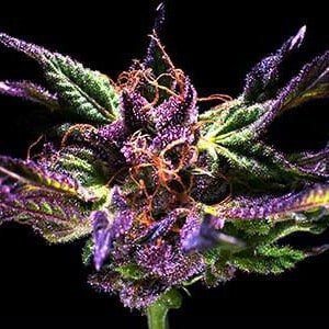 Grand-Daddy-Purple-Grandaddy-Purple-Feminized-Cannabis-Seeds-Annibale-Seedshop