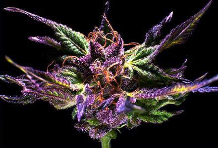 Grand-Daddy-Purple-Grandaddy-Purple-Feminized-Cannabis-Seeds-Annibale-Seedshop
