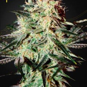 Green-House-Seeds-Arjan-Strawberry-Haze-Feminized-Cannabis-Seeds-Annibale-Seedshop