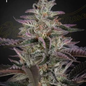 Green-House-Seeds-Banana-Krumble-Feminized-Cannabis-Seeds-Annibale-Seedshop