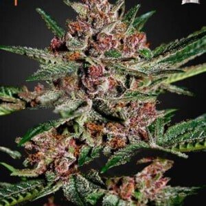 Green-House-Seeds-Bubba-Kush-Feminized-Cannabis-Seeds-Annibale-Seedshop