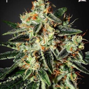 Green-House-Seeds-Cheese-Feminized-Cannabis-Seeds-Annibale-Seedshop