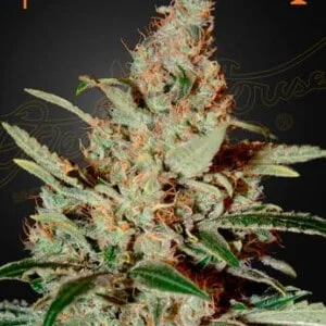 Green-House-Seeds-Chemdog-Feminized-Cannabis-Seeds-Annibale-Seedshop