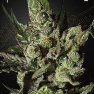 Green-House-Seeds-Exodus-Cheese-Feminized-Cannabis-Seeds-Annibale-Seedshop