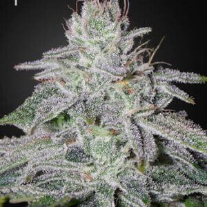 Green-House-Seeds-Franco_s-Lemon-Cheese-Feminized-Cannabis-Seeds-Annibale-Seedshop