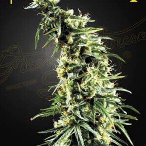 Green-House-Seeds-Hawaiian-Snow-Feminized-Cannabis-Seeds-Annibale-Seedshop