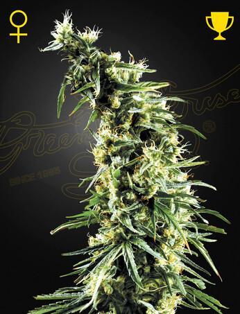 Green-House-Seeds-Hawaiian-Snow-Feminized-Cannabis-Seeds-Annibale-Seedshop