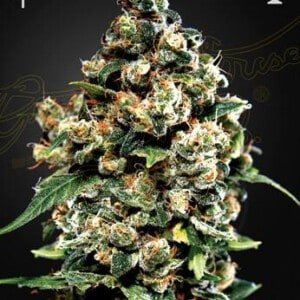 Green-House-Seeds-Jack-Herer-Feminized-Cannabis-Seeds-Annibale-Seedshop