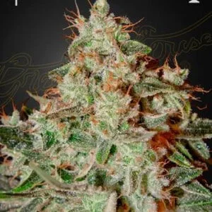 Green-House-Seeds-Lemon-Skunk-Feminized-Cannabis-Seeds-Annibale-Seedshop