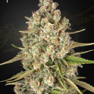 Green-House-Seeds-Lost-Pearl-Feminized-Cannabis-Seeds-Annibale-Seedshop