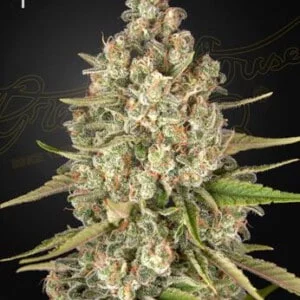 Green-House-Seeds-Lost-Pearl-Feminized-Cannabis-Seeds-Annibale-Seedshop