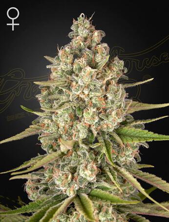 Green-House-Seeds-Lost-Pearl-Feminized-Cannabis-Seeds-Annibale-Seedshop