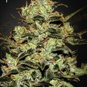 Green-House-Seeds-Moby-Dick-Feminized-Cannabis-Seeds-Annibale-Seedshop