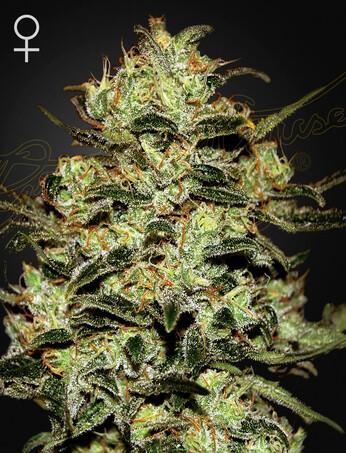 Green-House-Seeds-Moby-Dick-Feminized-Cannabis-Seeds-Annibale-Seedshop