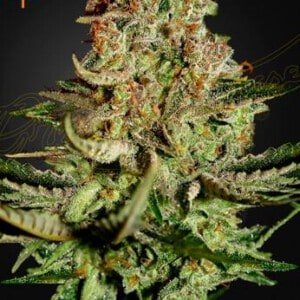 Green-House-Seeds-Super-Bud-Feminized-Cannabis-Seeds-Annibale-Seedshop