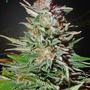 Green-House-Seeds-Super-Lemon-Haze-Auto-Feminized-Cannabis-Seeds-Annibale-Seedshop