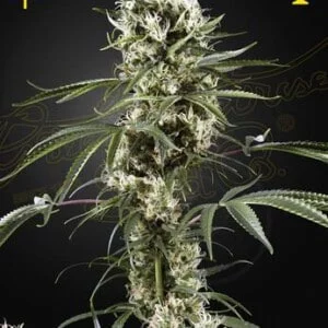 Green-House-Seeds-Super-Lemon-Haze-Feminized-Cannabis-Seeds-Annibale-Seedshop