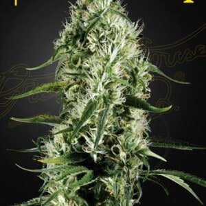 Green-House-Seeds-Super-Silver-Haze-Feminized-Cannabis-Seeds-Annibale-Seedshop