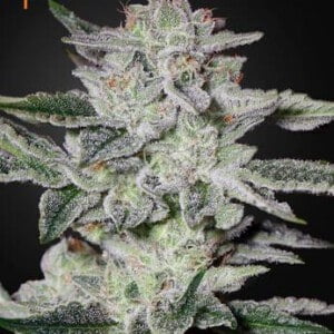 Green-House-Seeds-Sweet-Valley-Kush-Feminized-Cannabis-Seeds-Annibale-Seedshop