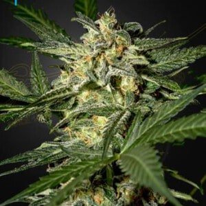 Green-House-Seeds-White-Widow-Feminized-Autoflowering-Cannabis-Seeds-Annibale-Seedshop