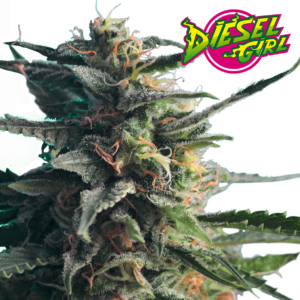 Hero-Seeds-Diesel-Girl-Feminized-Cannabis-Seeds-Annibale-Seedshop