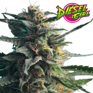 Hero-Seeds-Diesel-Girl-Feminized-Cannabis-Seeds-Annibale-Seedshop