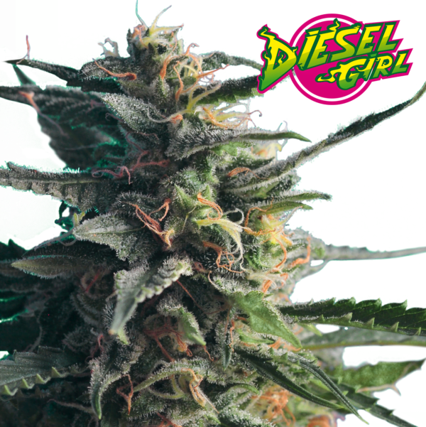 Hero-Seeds-Diesel-Girl-Feminized-Cannabis-Seeds-Annibale-Seedshop