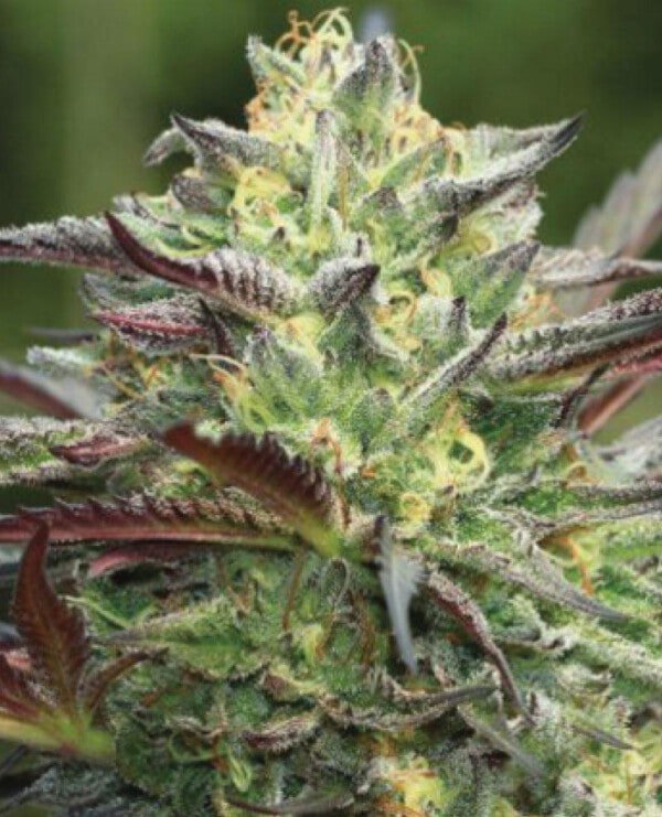 Humboldt-Seed-Company-All-Gas-OG-Feminized-Cannabis-Seeds-Annibale-Seedshop-2