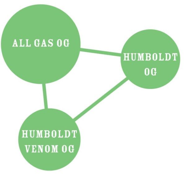 Humboldt-Seed-Company-All-Gas-OG-Feminized-Cannabis-Seeds-Annibale-Seedshop-3