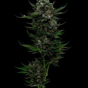 Humboldt-Seed-Company-All-Gas-OG-Feminized-Cannabis-Seeds-Annibale-Seedshop