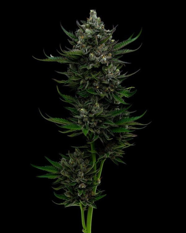 Humboldt-Seed-Company-All-Gas-OG-Feminized-Cannabis-Seeds-Annibale-Seedshop