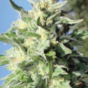 Humboldt-Seed-Company-Banana-Mango-Feminized-Cannabis-Seeds-Annibale-Seedshop
