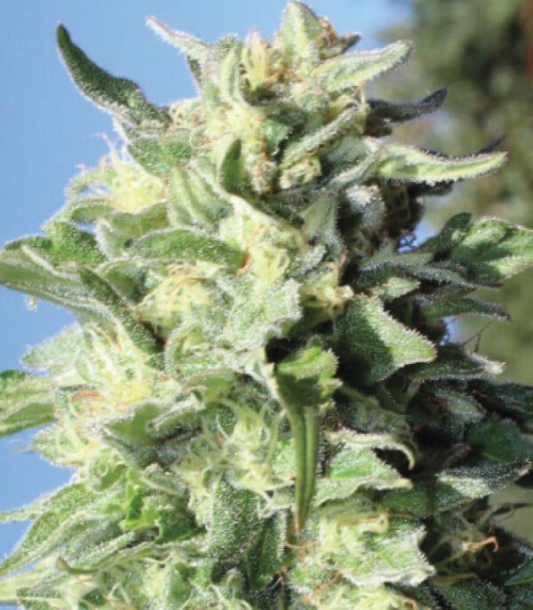 Humboldt-Seed-Company-Banana-Mango-Feminized-Cannabis-Seeds-Annibale-Seedshop