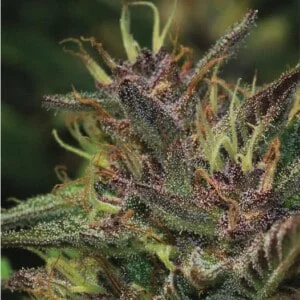 Humboldt-Seed-Company-Blueberry-Muffin-Feminized-Cannabis-Seeds-Annibale-Seedshop