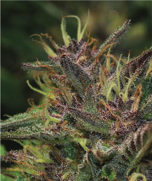 Humboldt-Seed-Company-Blueberry-Muffin-Feminized-Cannabis-Seeds-Annibale-Seedshop