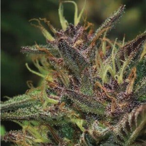 Humboldt-Seed-Company-Blueberry-Muffin-Regolar-Cannabis-Seeds-Annibale-Seedshop