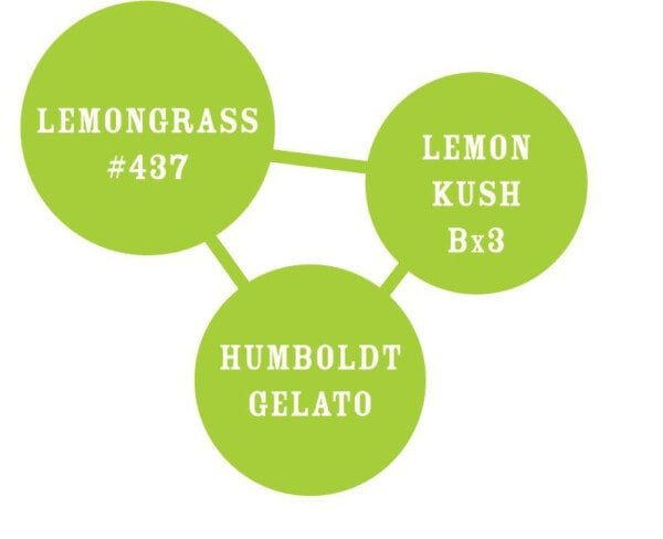 Humboldt-Seed-Company-Lemongrass-Feminized-Cannabis-Seeds-Annibale-Seedshop-1