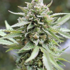 Humboldt-Seed-Company-Lemongrass-Feminized-Cannabis-Seeds-Annibale-Seedshop