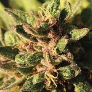 Humboldt-Seed-Company-Pineapple-Muffin-Feminized-Cannabis-Seeds-Annibale-Seedshop
