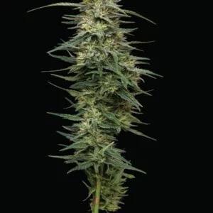 Humboldt-Seed-Company-Raspberry-Parfait-Feminized-Cannabis-Seeds-Annibale-Seedshop