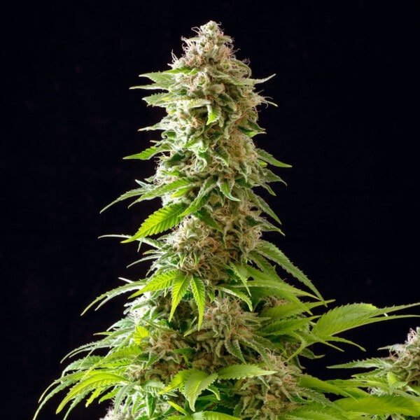 Kannabia-Cookies-Haze-Feminized-Cannabis-Seeds-Annibale-Seedshop-1