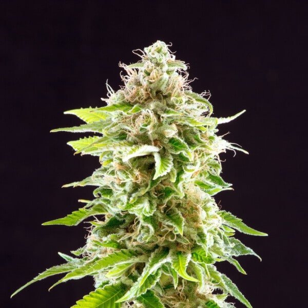 Kannabia-Cookies-Haze-Feminized-Cannabis-Seeds-Annibale-Seedshop