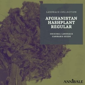 Landrace-Collection-Afghanistan-Hashplant-Regular-Cannabis-Seeds-Annibale-Seedshop