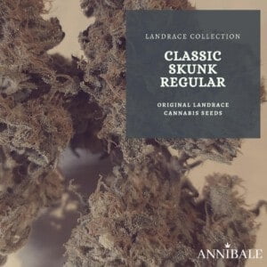 Landrace-Collection-Classic-Skunk-Regular-Cannabis-Seeds-Annibale-Seedshop