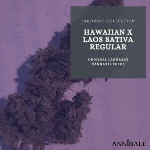 Landrace-Collection-Hawaiian-X-Laos-Regular-Cannabis-Seeds-Annibale-Seedshop