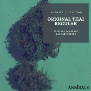 Landrace-Collection-Original-Thai-Regular-Cannabis-Seeds-Annibale-Seedshop