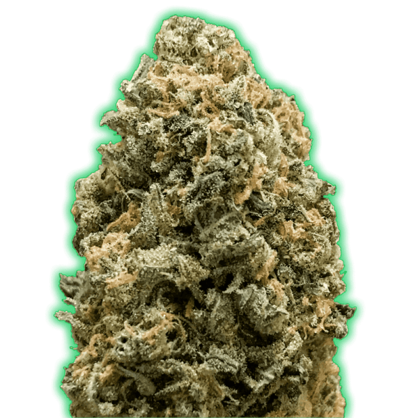 Monster-Genetics-Monster-Bruce-Banner-Feminized-Cannabis-Seeds-Annibale-Seedshop