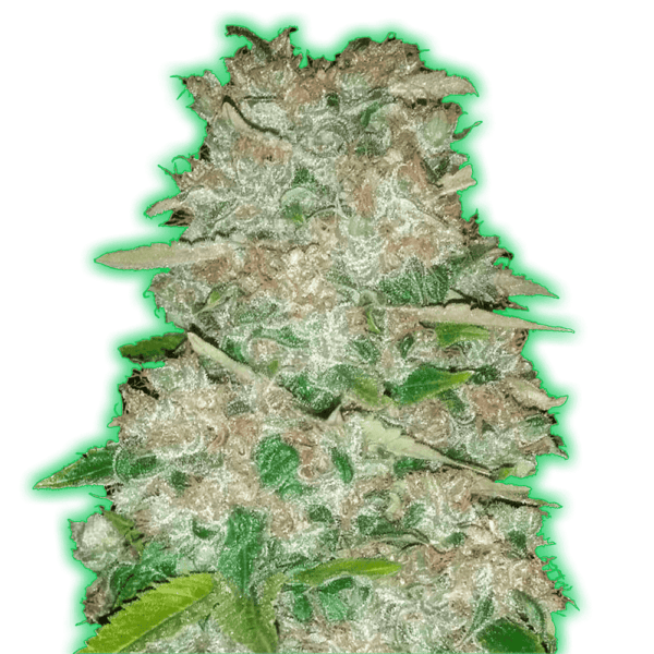 Monster-Genetics-Monster-Gorilla-Glue-Feminized-Cannabis-Seeds-Annibale-Seedshop