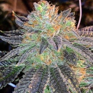 Monster-Genetics-Monster-Zkittles-Feminized-Cannabis-Seeds-Annibale-Seedshop