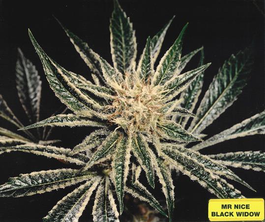 Mr-Nice-Black-Widow-Regolar-Cannabis-Seeds-Annibale-Seedshop